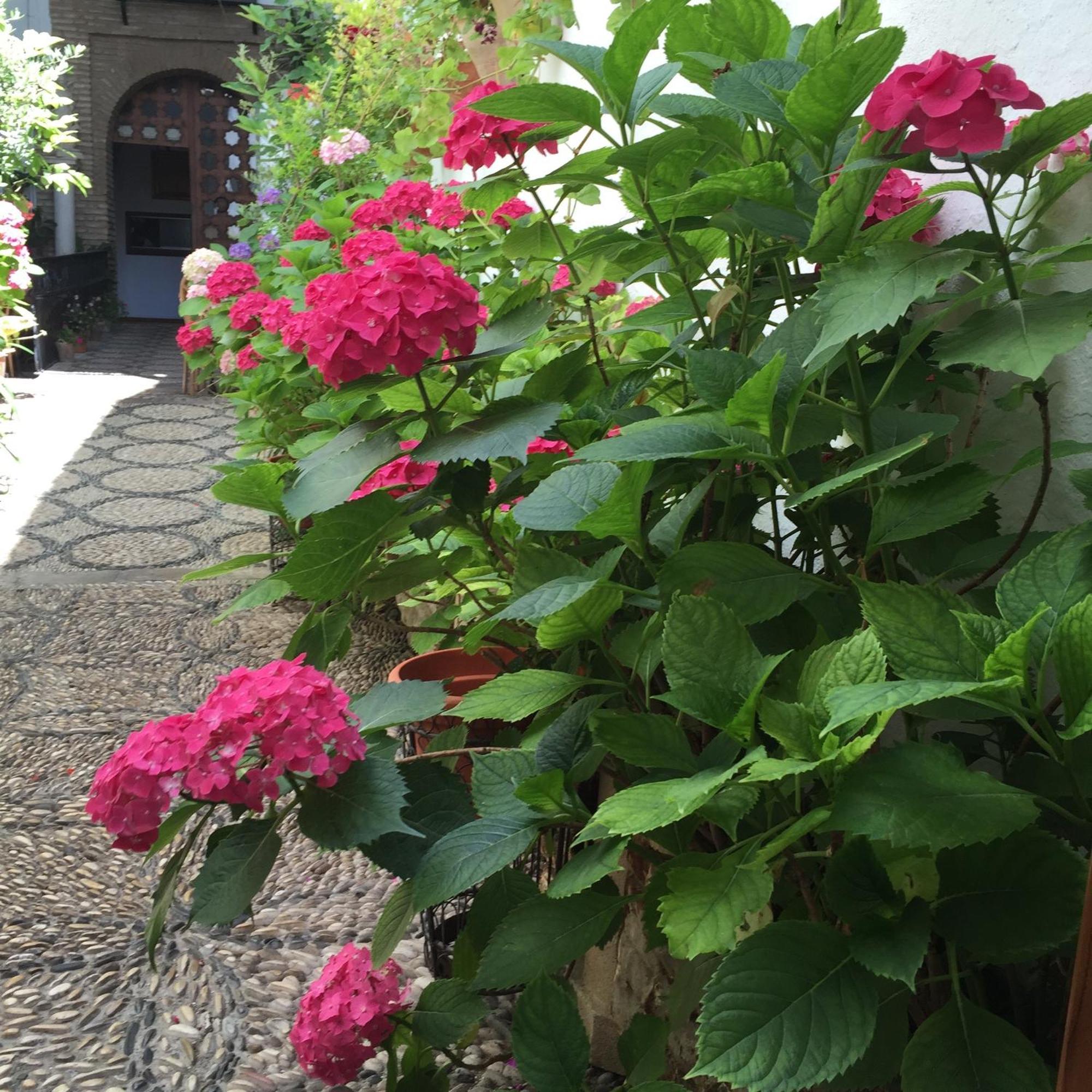 Los Patios Cordoba Luaran gambar