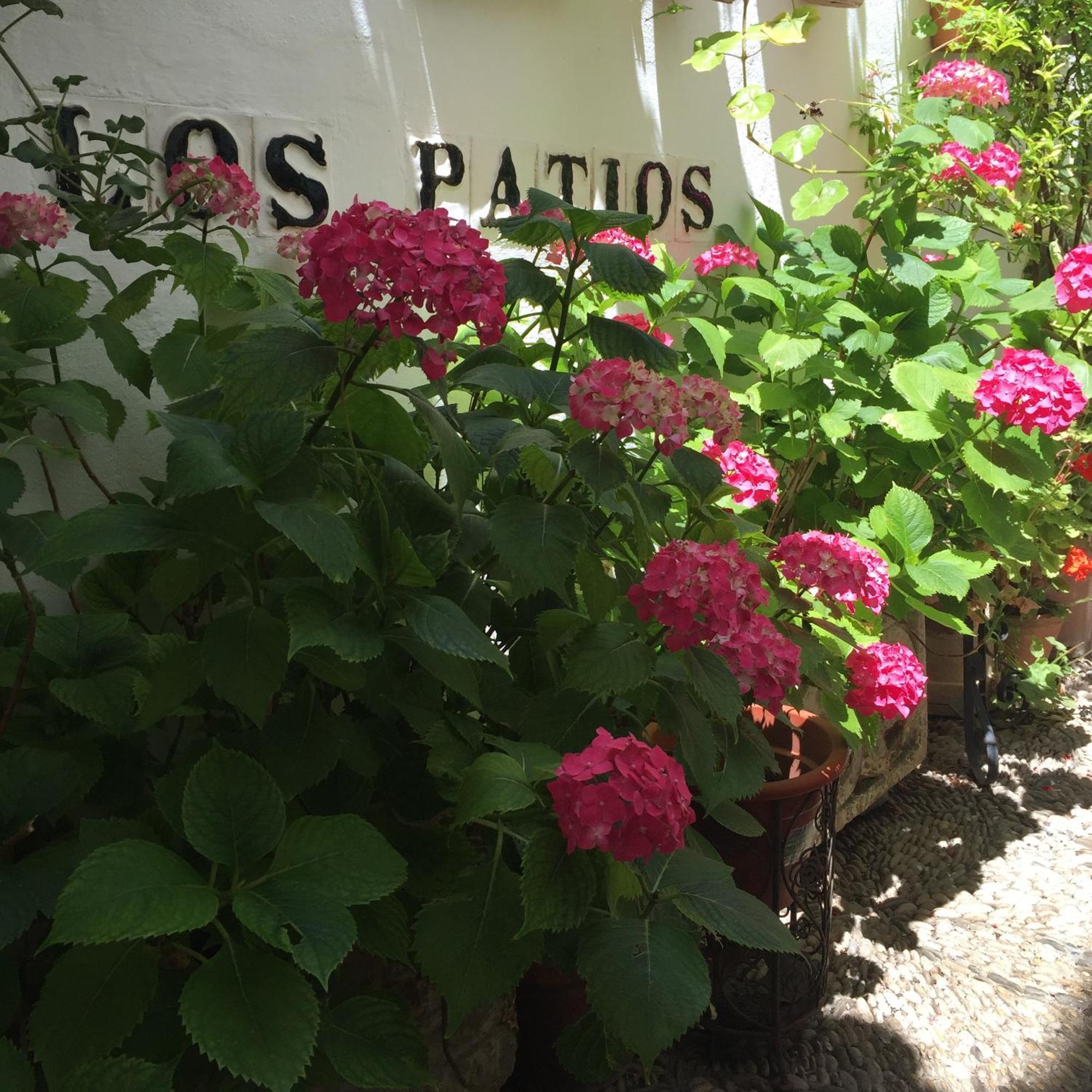 Los Patios Cordoba Luaran gambar